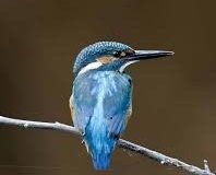 Kingfisher-Image-e1501062511948